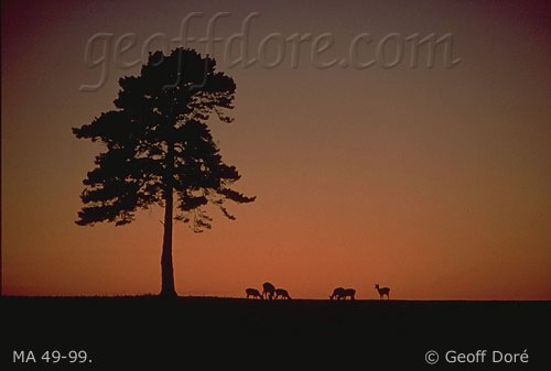 Fallow Deer and Scots Pine tree silhouetted at dusk, New Forest, England