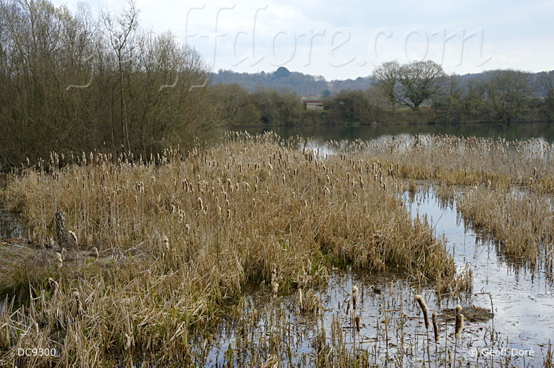 Reedmace and reedbeds from Ivy North Hide, to the north-east screen overlooking Ivy Lake