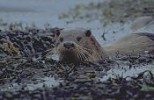 Otter in seaweed