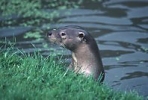 Otter peeking over river bank