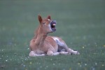Pony foal 'laughing'