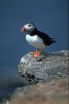 Puffin standing on rocky cliff-top