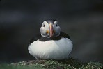 Puffin at rest head-on