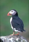 Puffin standing