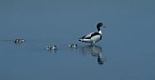 Shelduck adult with family of young downy ducklings