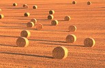 Scattered circular straw  bales in evening sunshine