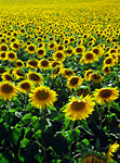Mass of sunflowers