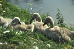 Mute Swan downy cygnets on river bank