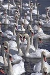 Mute Swan pair courting amongst mass of swans