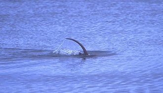 Otter tail