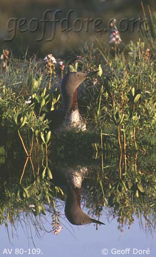 Red-throated Diver on nest with reflection in still water, Scotland