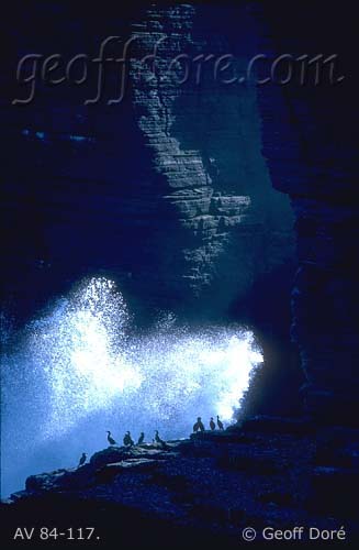 Shags at cliff base with backlit crashing wave, Caithness, Scotland