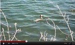 link to video of great crested grebe swimming underwater