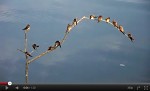 link to video of sand martins at blashford lakes