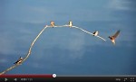 link to video of sand martins at blashford lakes