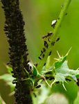 black ant milking aphids