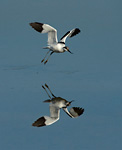 Avocet in flight low over water with reflection