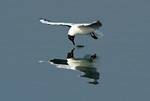 black-headed gull flying low over water