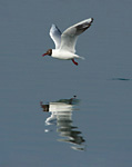 black-headed gull flying low over water