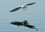 black-headed gull flying low over calmwater