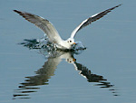 black-headed gull landing on calm water