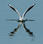 black-headed gull landing on calm water