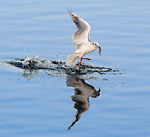 black-headed gull carrying fish