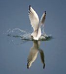 black-headed gull plunge-diving for fish
