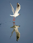 black-headed gull taking off from water carrying fish water