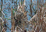 link to video of Bittern in reeds in front of Ivy North Hide, Blashford Lakes