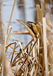 bittern head in reeds