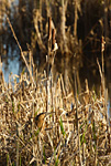 bittern in reeds