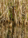 bittern in reeds