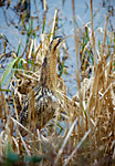 bittern in reeds