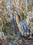 bittern standing