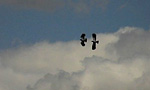 link to video of two Lapwings in aerial dispute