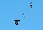 buzzard mobbed by terns