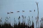 canada geese on water in mist