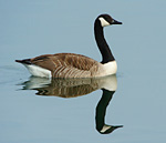 canada goose on water with reflection