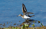 common sandpiper catching insect