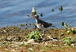 common sandpiper about to catch flying alder fly