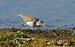 common sandpiper hunting insects
