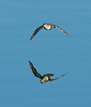 common sandpiper flying low over calm water with reflection