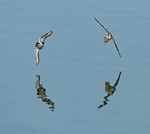 two common sandpipers in flight low over water