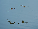 two common sandpipers in flight low over water
