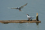 common tern landing