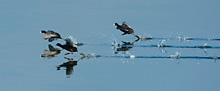 coots pattering across water