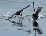 coot chase