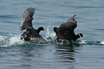 coots fighting