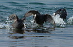 coots fighting
